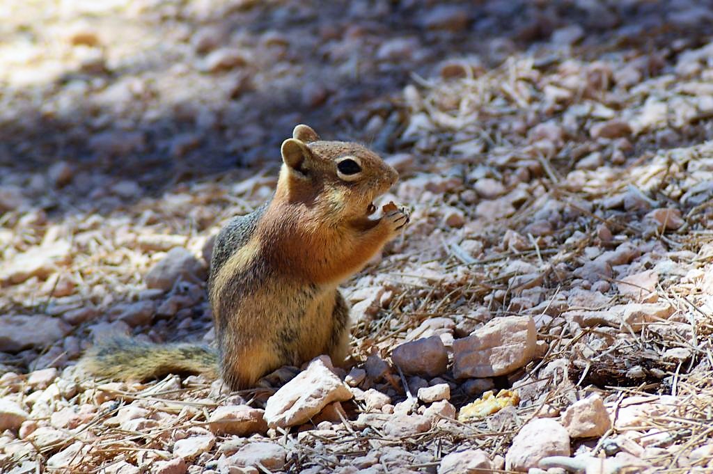 3Bryce Canyon mellandel 9
