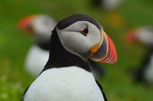 4Vandring Mykinesholmur 319