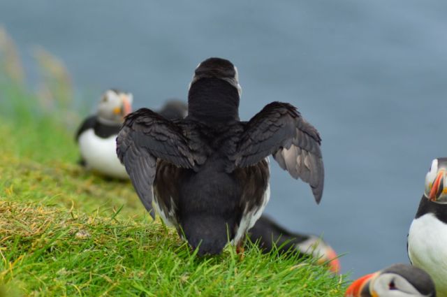 4Vandring Mykinesholmur 322