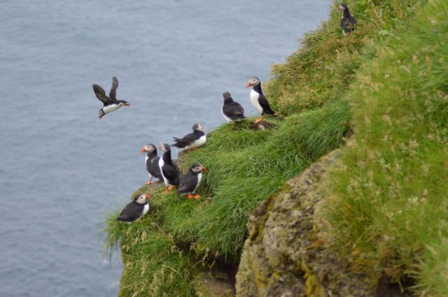 4Vandring Mykinesholmur 333