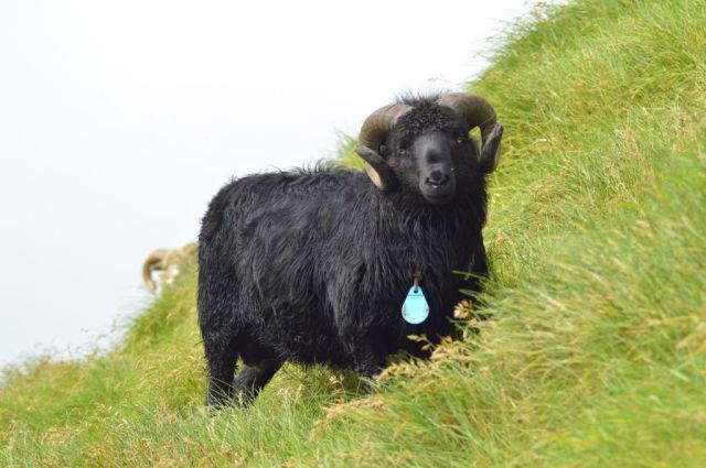 4Vandring Mykinesholmur 91