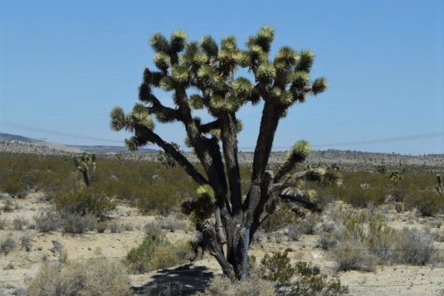 Resa Las Vegas - Los Angeles 7