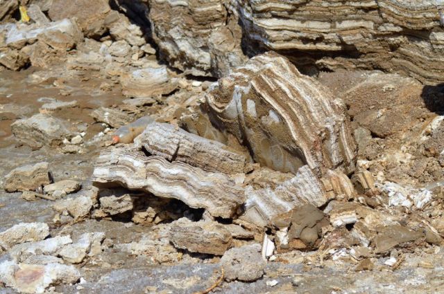 2Dead Sea Spa Hotel 136