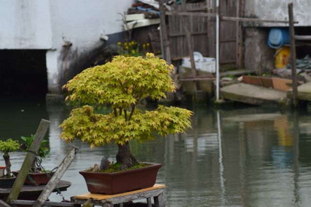 Zhujiajiao 54