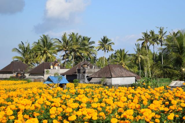 1Resa till Tukad Cepung 17