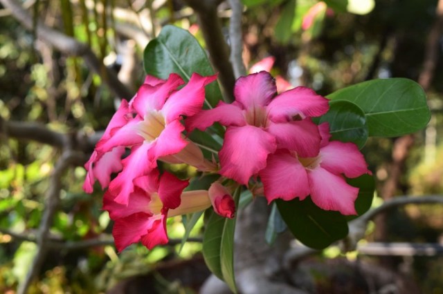 Amed Café &amp; Hotel Kebun Wayan 85