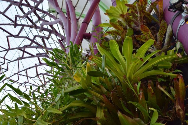 Gardens by the Bay 111