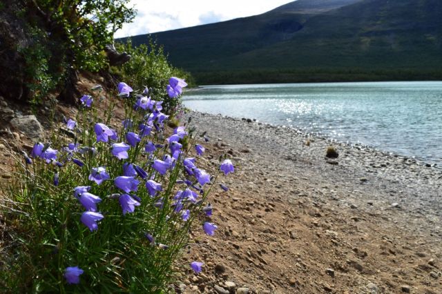 1Vandring Nikkaloukta - Kebnekaise Fjällstation 59