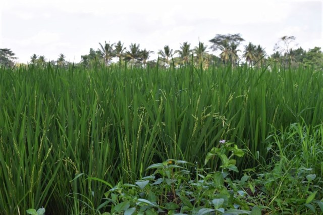 3Risfälten, Ubud 47