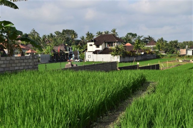 3Risfälten, Ubud 51