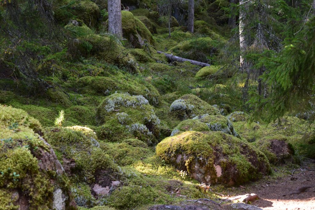 2Norra Kvills Nationalpark 104