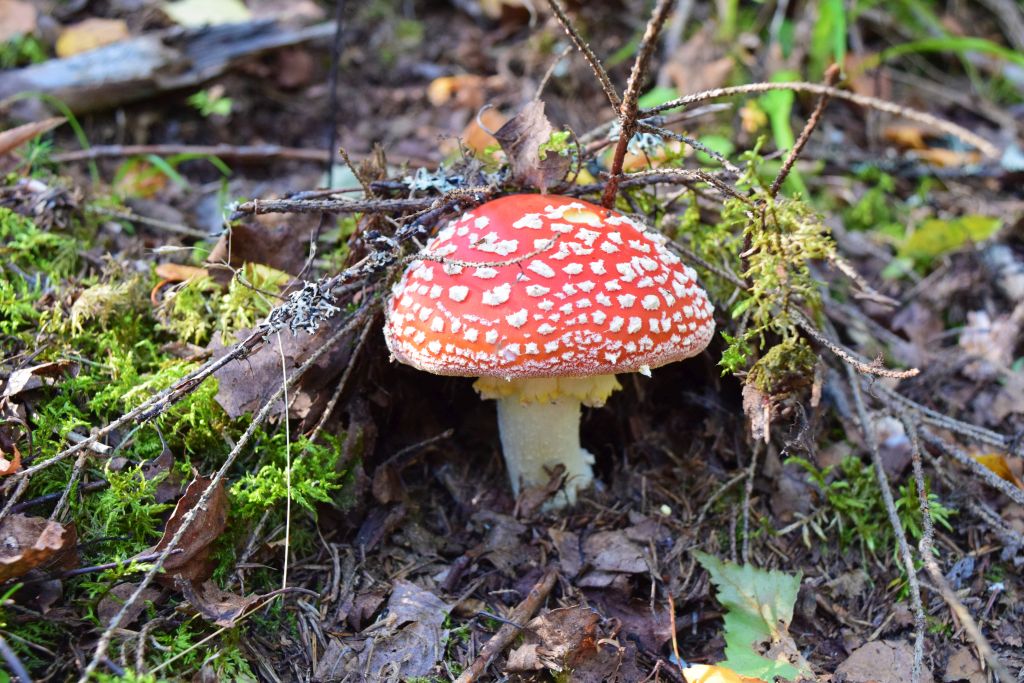 2Norra Kvills Nationalpark 16