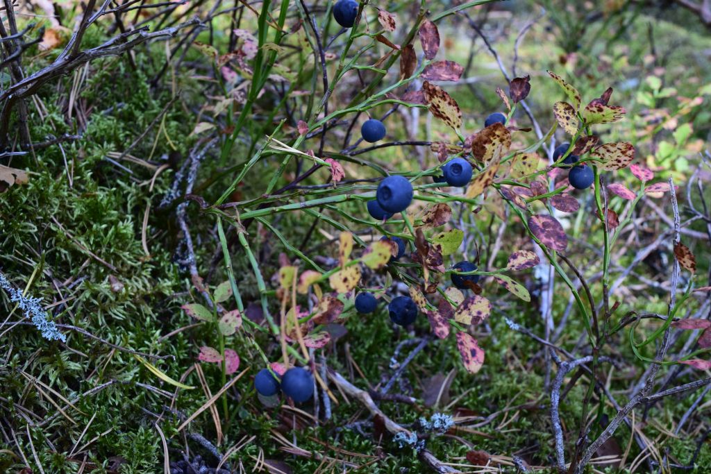 2Norra Kvills Nationalpark 34