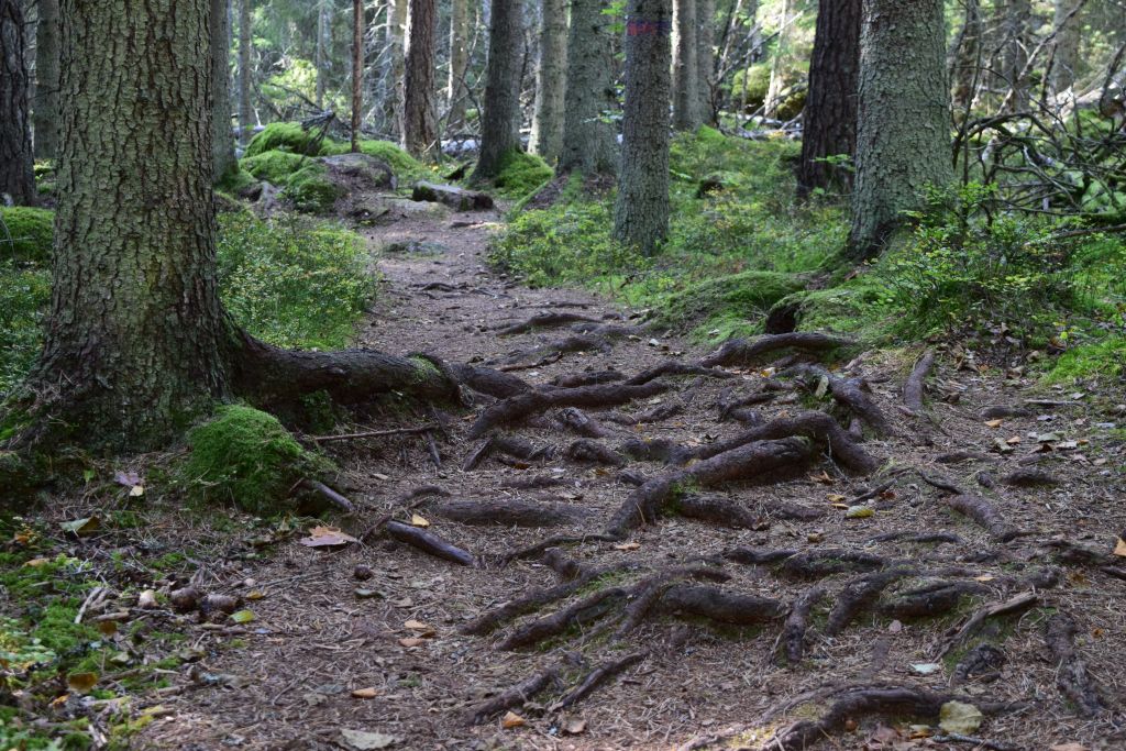 2Norra Kvills Nationalpark 64