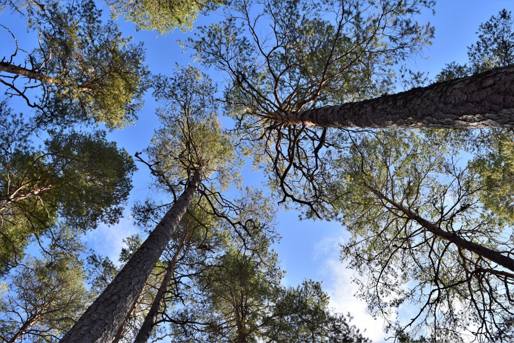 2Norra Kvills Nationalpark 88