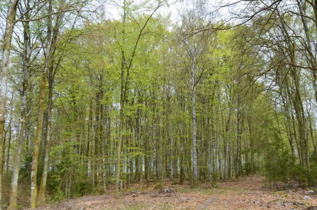 1Stora Bjälkarp naturreservat 29