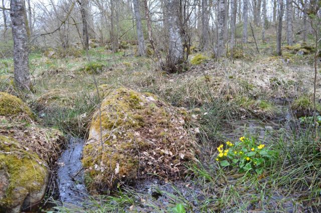 6Nedraryd naturreservat 5