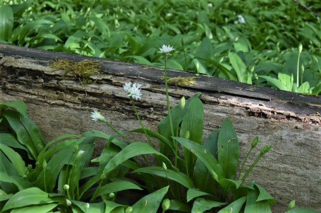 Munkängarna naturreservat 30