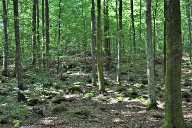 Lunden naturreservat 16