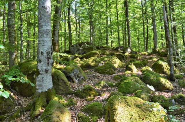 Lur naturreservat 18