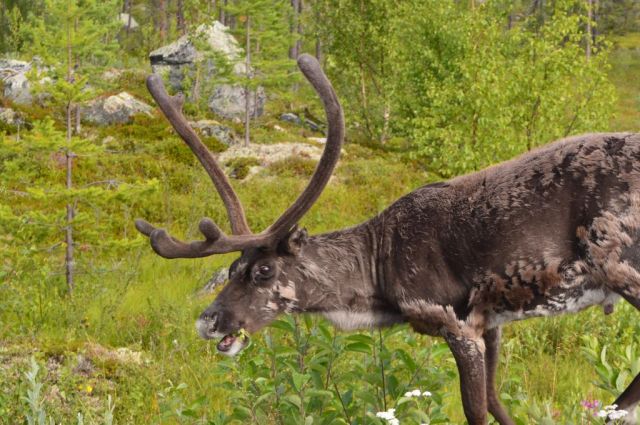 1Resa till Kilpisjärvi 1