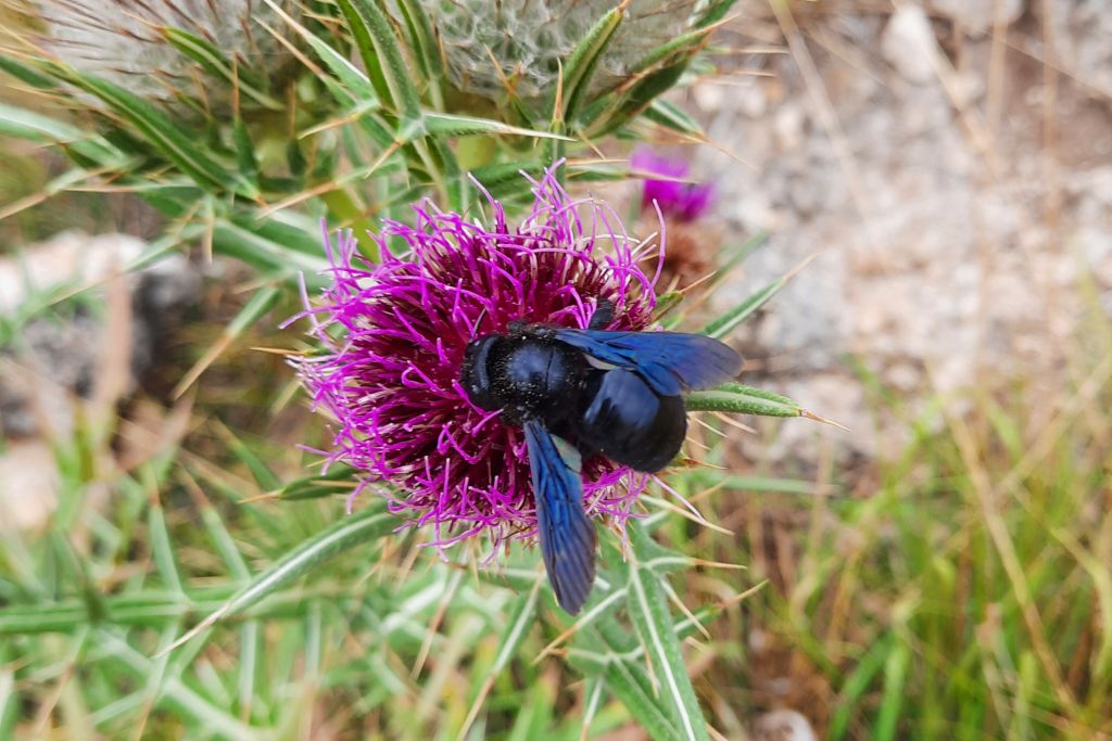 Dag 13 Villafranca Montes de Oca - Cardenuela Riopico 123