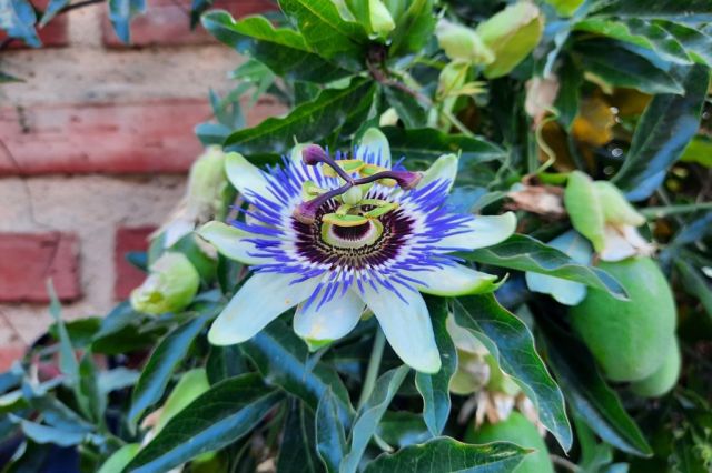 Dag 16 Hontanas - Castrojeriz 145