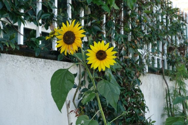 Dag 34 Palas de Rei - Arzua 114