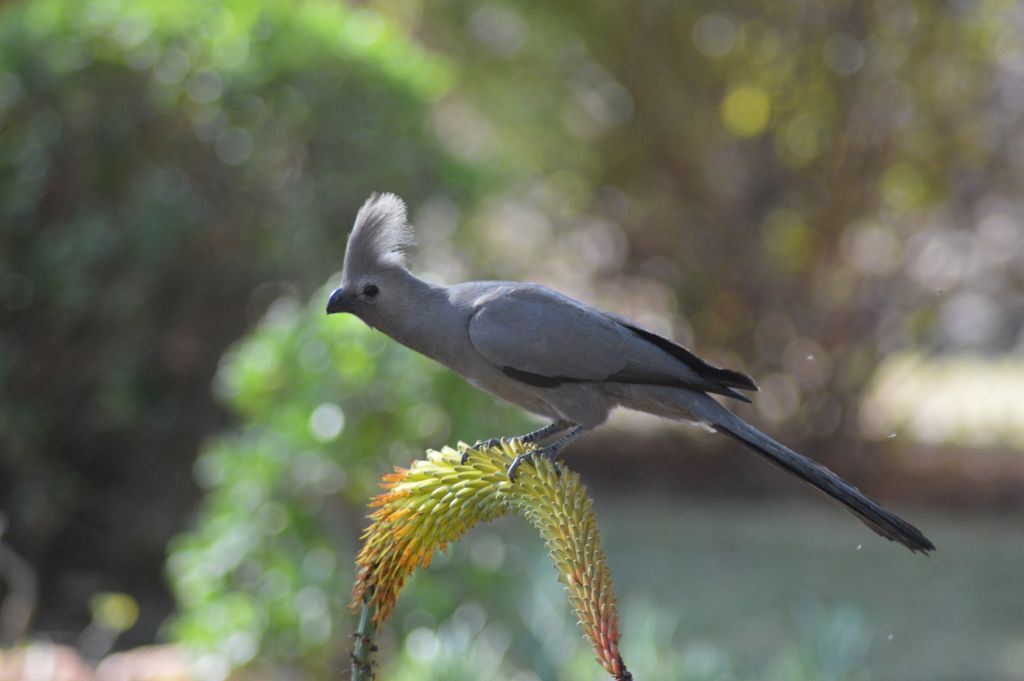 2Mohlabetsi Safari Lodge 61