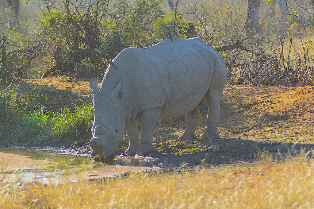 Safari dag 3 kväll 14