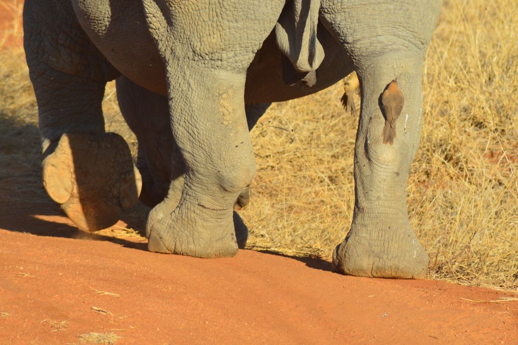 Safari dag 3 kväll 7