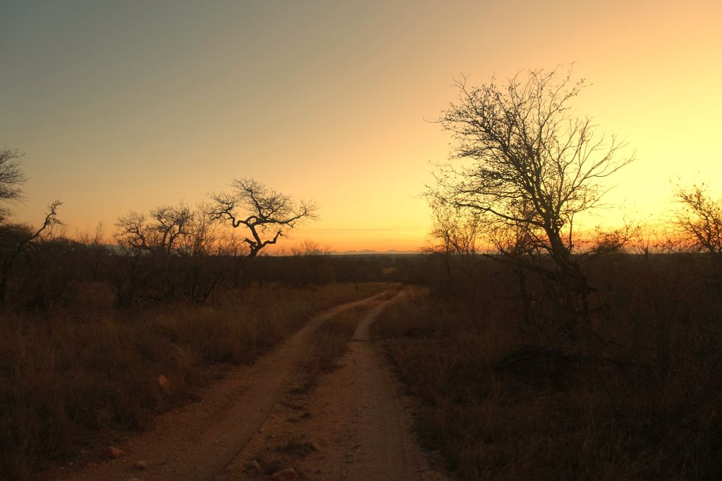 Safari dag 3 kväll 84