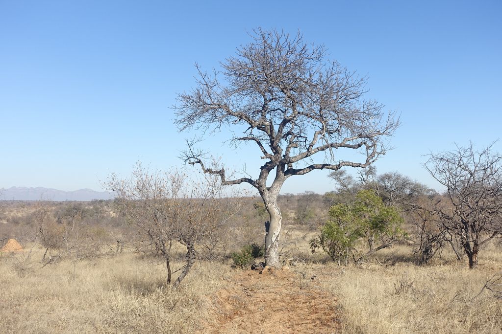 Safari dag 3 morgon 148