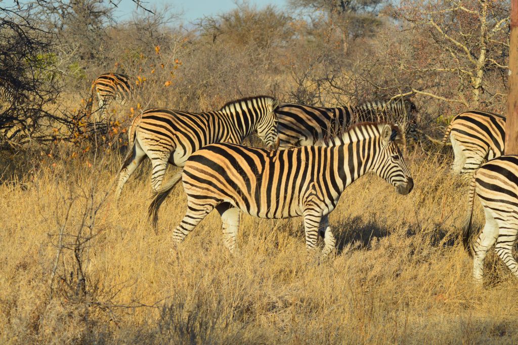 Safari dag 4 morgon 43