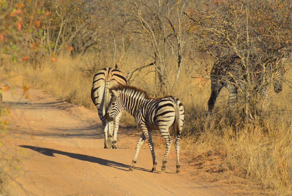 Safari dag 4 morgon 48