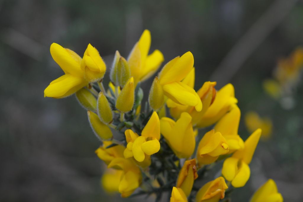 WHW dag 1 Milgavie - Drymen 83