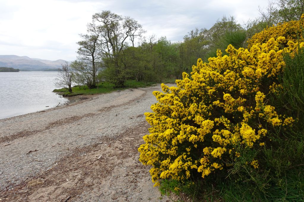 WHW dag 2, Drymen - Rowardennan 176