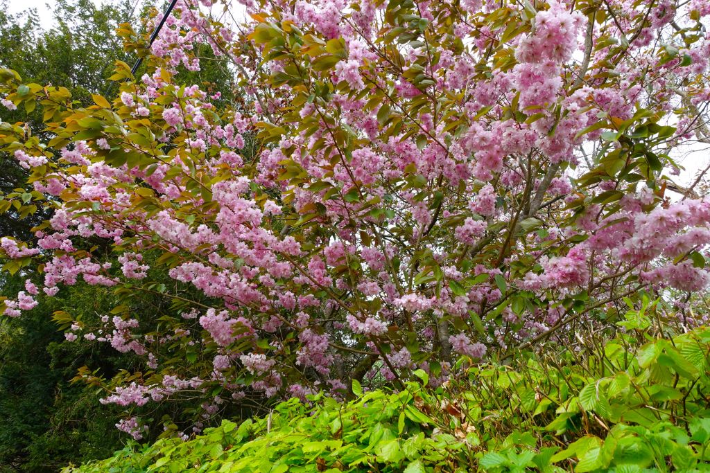 WHW dag 2, Drymen - Rowardennan 205